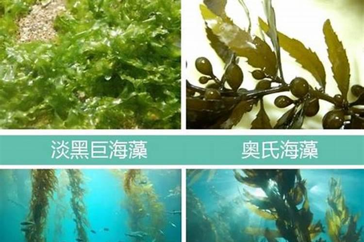 水溶肥的正确使用方法 水溶肥的使用方法