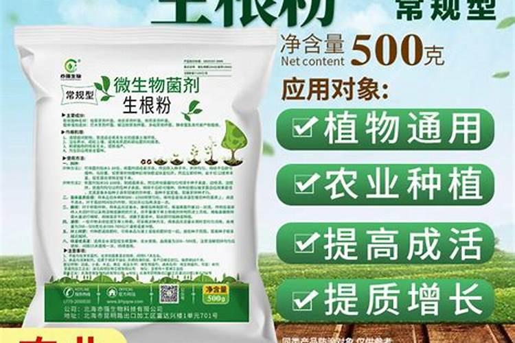 草莓苗的定根水可以浇生根肥吗？