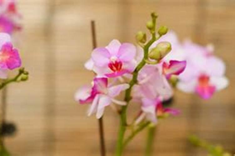 蝴蝶兰快开花时应该如何浇水施肥