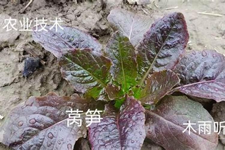 莴笋能用尿素肥吗