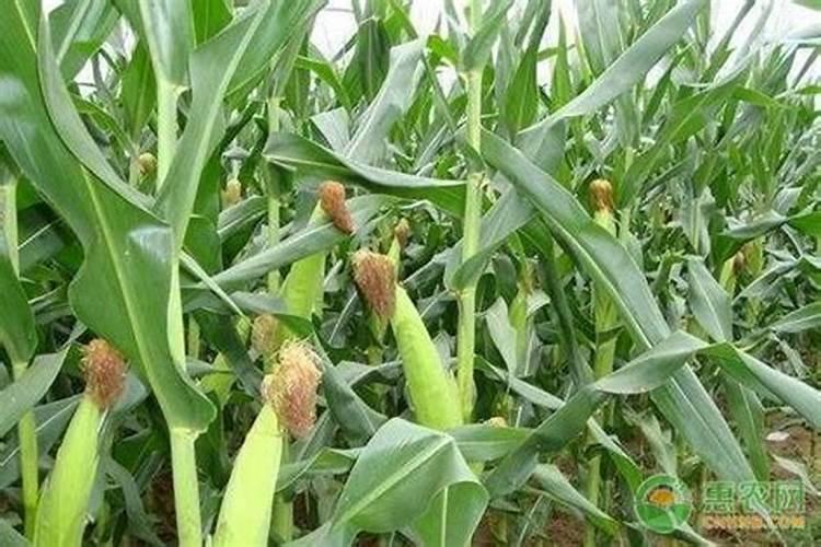速镁钾叶面肥黄瓜能用吗？