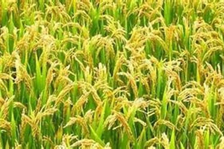 地里提前撒磷肥,若下雨几天有影响吗