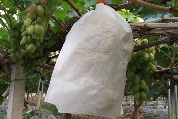 如何提高果树抗旱能力？果树花期施什么肥？
