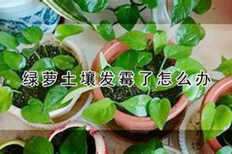 芸苔素内酯和复硝酚钠哪个好(两者有什么区别)