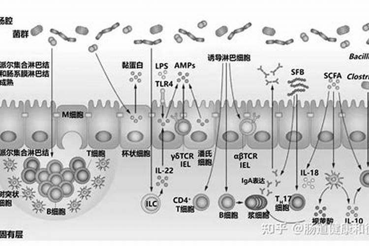 月季枝枯病的防治方法 月季枝枯病的防治方法介绍
