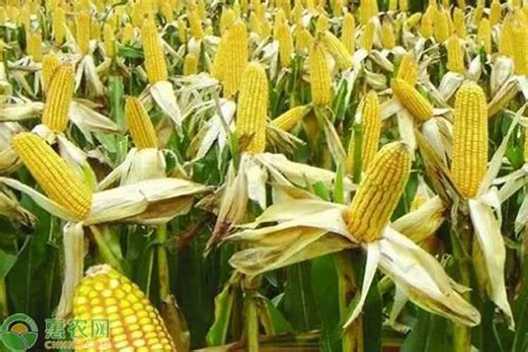 硼肥的用量、作用及使用方法
