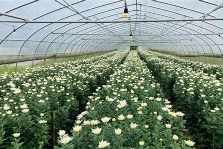 菊花怎么施肥