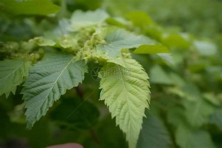 花生施什么肥才能高产 什么时候施肥好