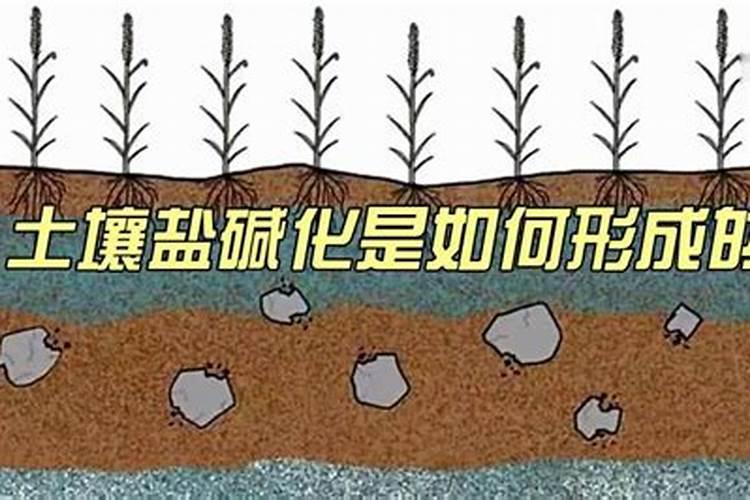硝酸钾可以做肥料吗