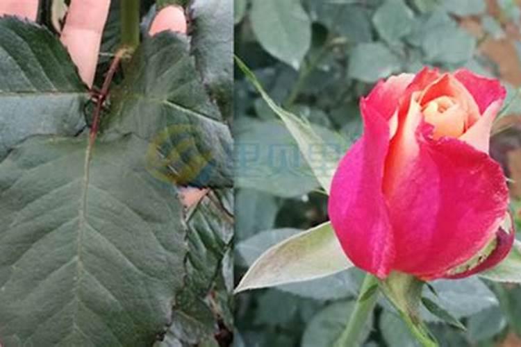 金鱼花喷磷酸二氢钾能促开花吗