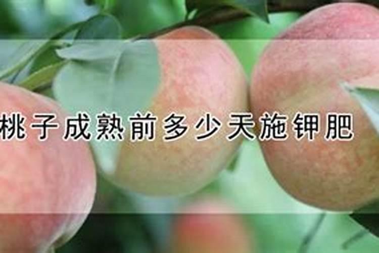 桃子施肥技术介绍 桃子应该怎么养殖