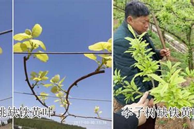 铁肥和钾肥可以一起用吗