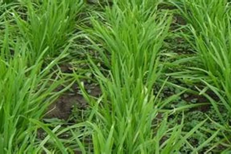 韭菜施肥方法和技术