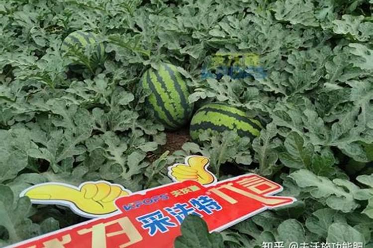 西瓜苗期用哪种肥料合适？西瓜用什么叶面肥膨果效果好？
