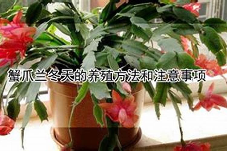 蟹爪兰冬天怎么浇水施肥