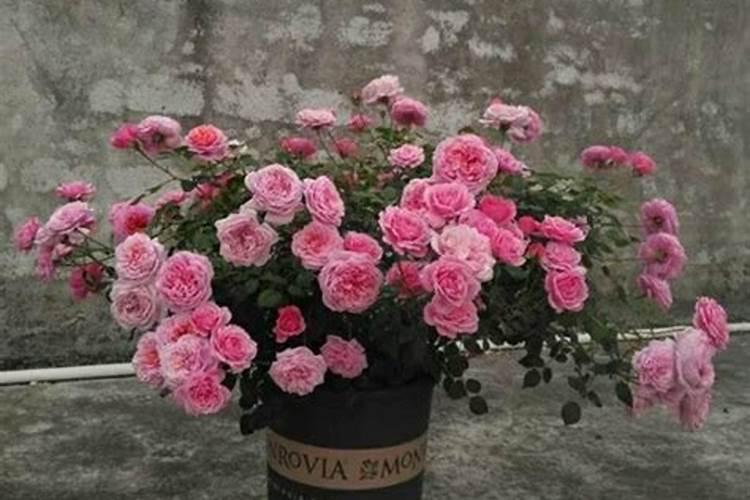 喝妙嘉美植萃饮可以减肥吗？