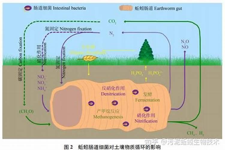 养蚯蚓的详细方法