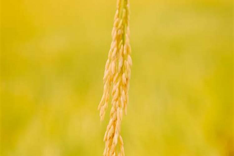 稻花香适打乌米病用什么药