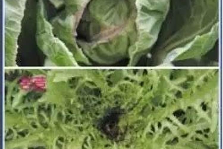 植物缺钙怎么解决？什么钙肥补充效果更好？