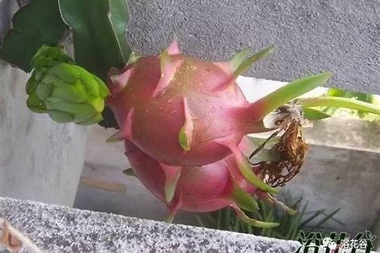 钾肥和复合肥的区别