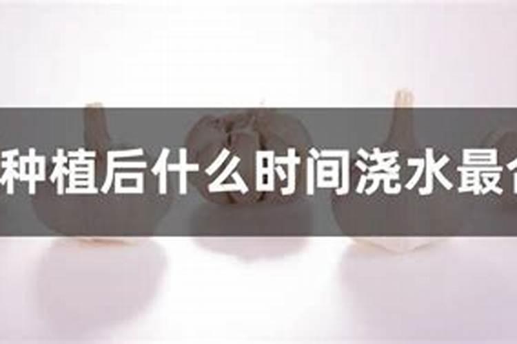 大蒜什么时候浇水施肥 大蒜浇水施肥的管理方法