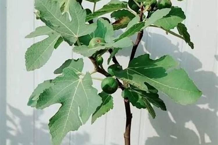 无花果发芽施什么肥