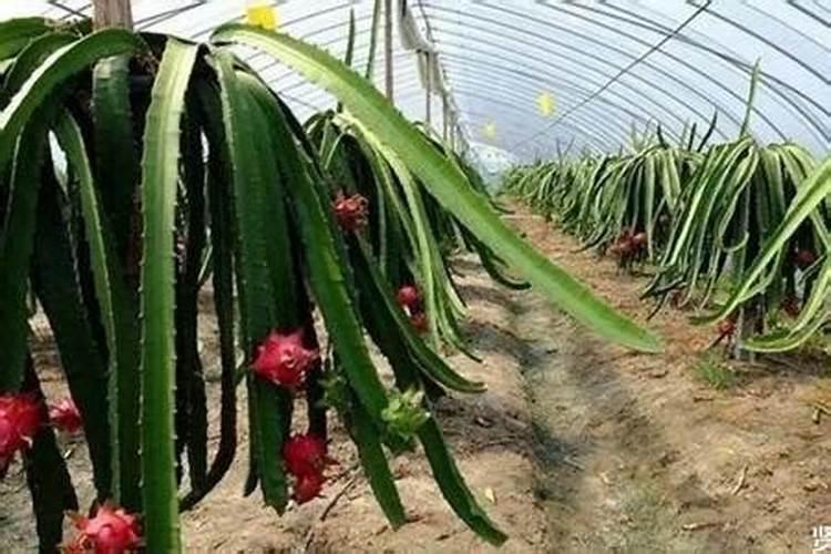 火龙果用什么肥料最好