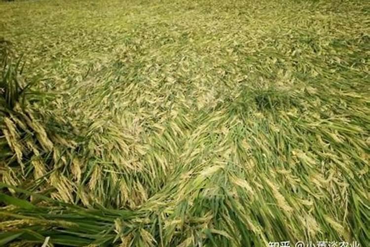 农作物抗倒伏用什么肥