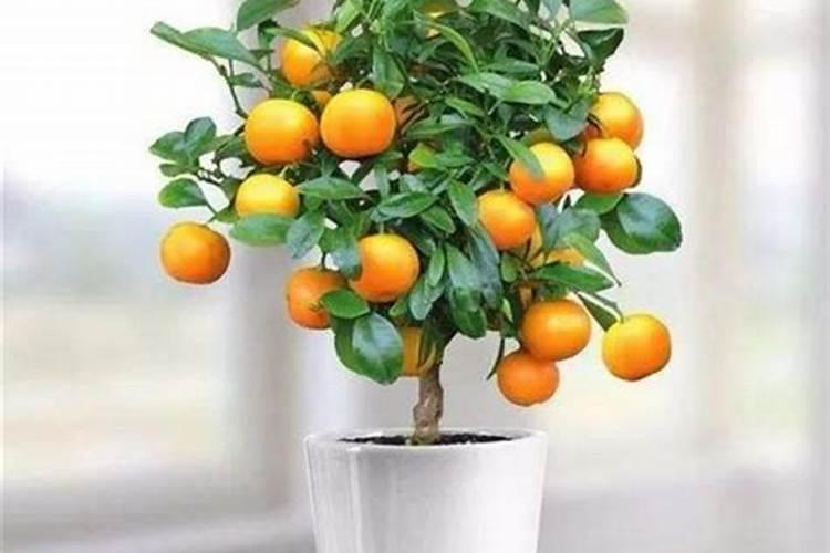 金钱橘盆栽的种植方法