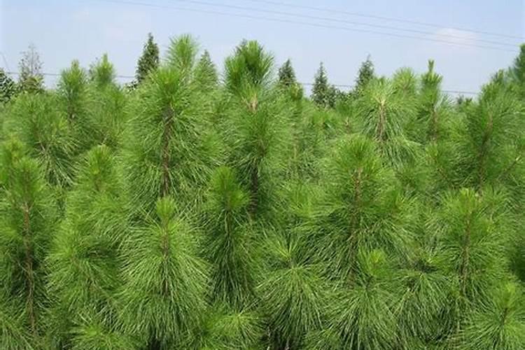 夏天可以种植湿地松吗 种植时间