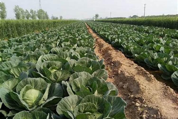 草莓磷肥什么时候用？磷肥施用过量该怎么补救？