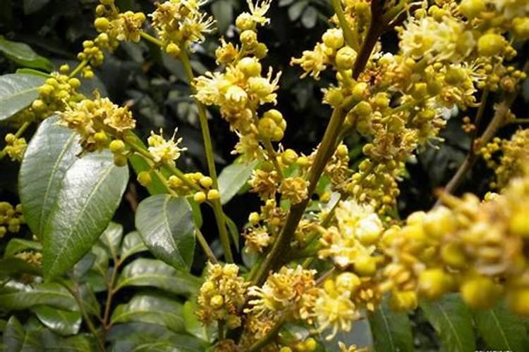 龙眼花期怎么管理
