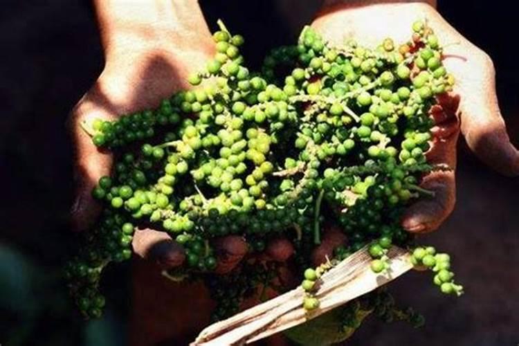 花椒树是不太容易管理的经济作物,用什么肥料比较合适呢？