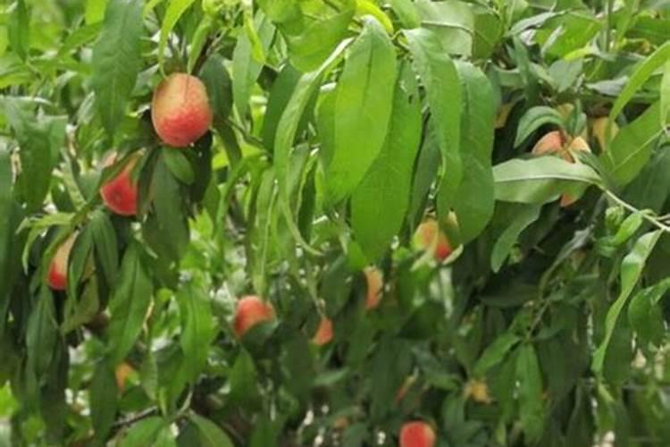 请教桃树施肥技巧,3年以上桃树,每颗肥料用量？