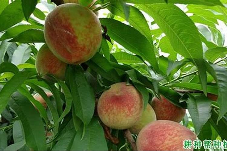 油菜硼肥的最佳使用时期和用量