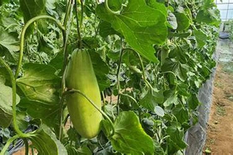 甜瓜底肥施什么肥好