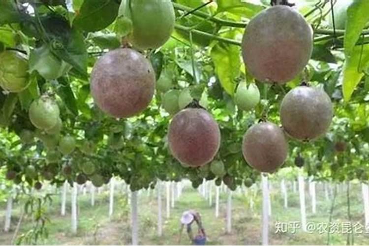 百香果多久施一次肥 施什么肥好
