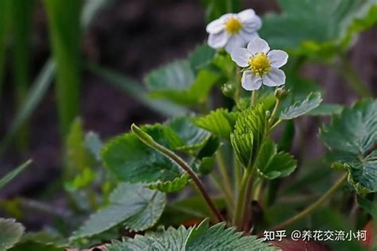开花结果时施什么肥