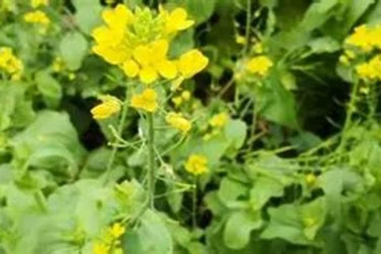 茉莉花修剪后如何正确使用催花肥