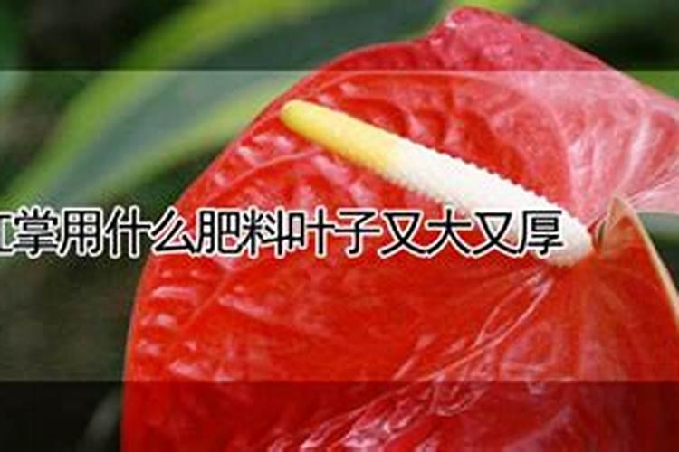 白掌和红掌的养殖方法和注意事项