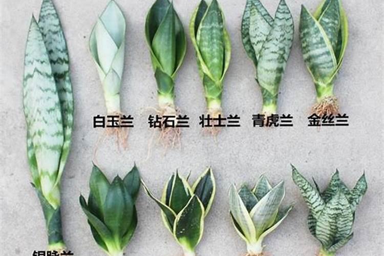 氮、磷、钾对西瓜生长有哪些影响？