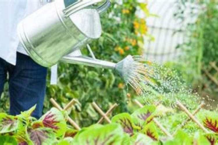 多肉花盆里埋了十来粒复合肥会烧根吗？