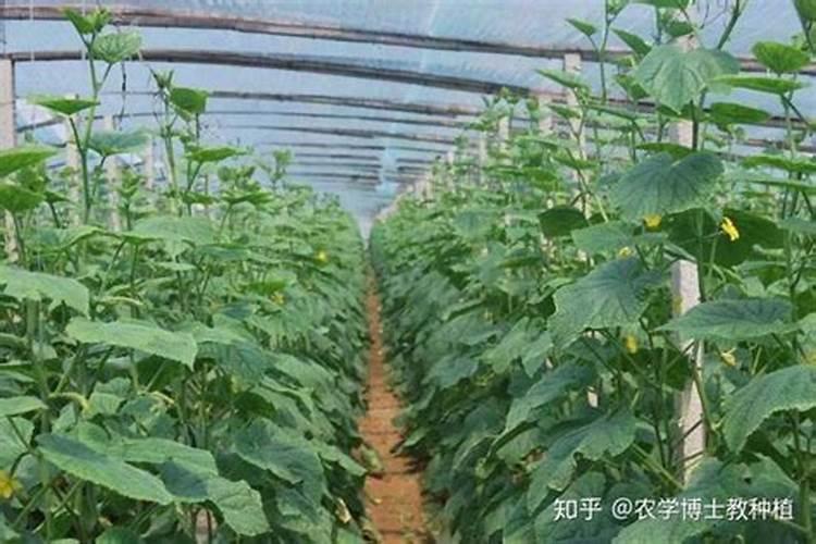防落素和萘乙酸哪个膨果快