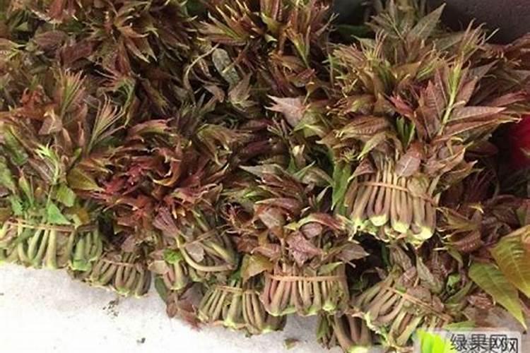 香椿树适合什么季节种植？