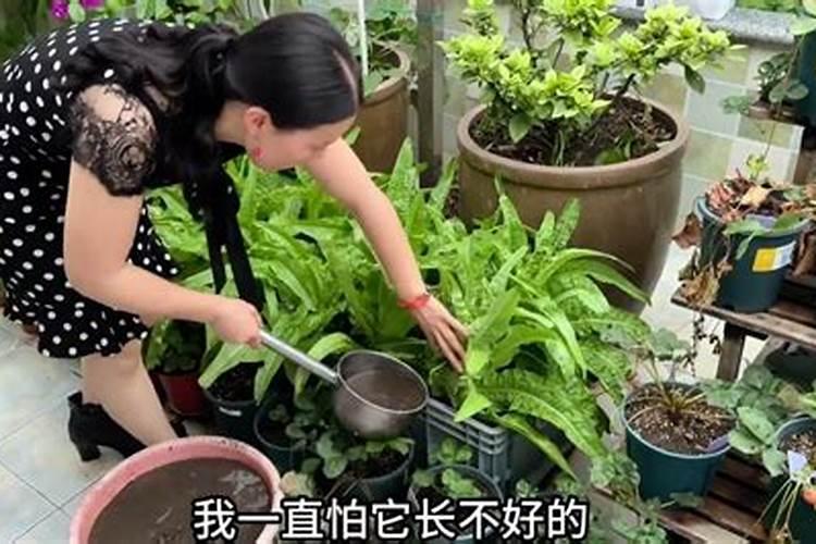 葡萄怎样可以增加果粉,果粉的形成跟哪些因素有关