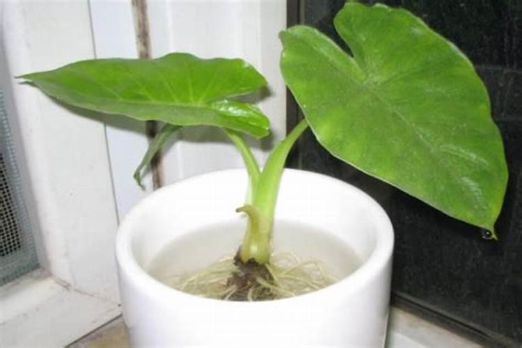 海芋如何施肥