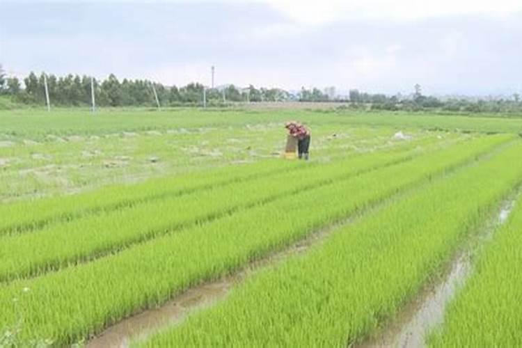 自制韭菜肥料