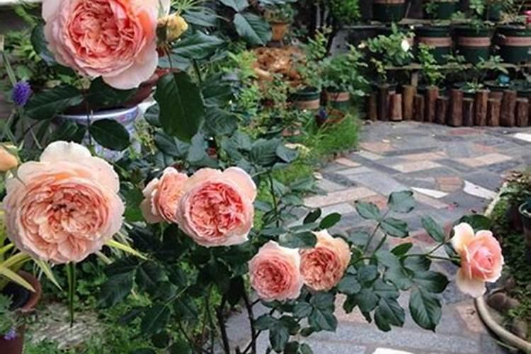 月季花多久施肥一次月季花施肥时间