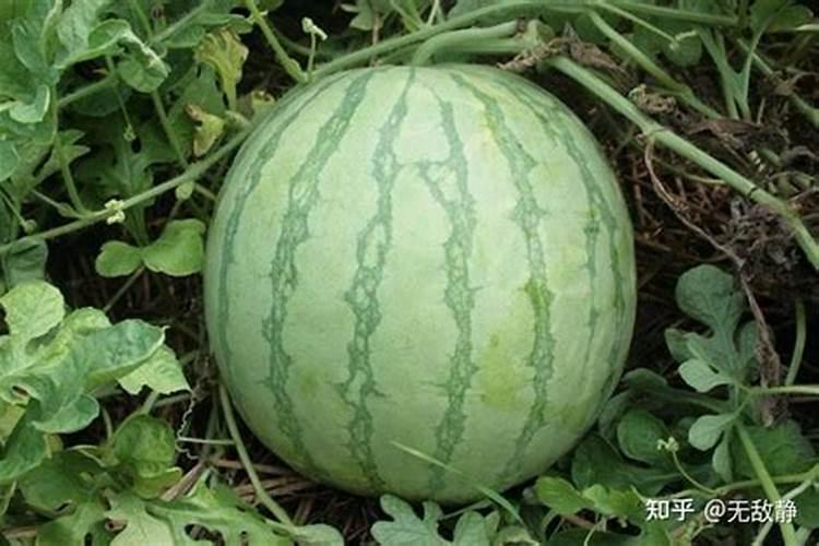西瓜施肥的正确方法