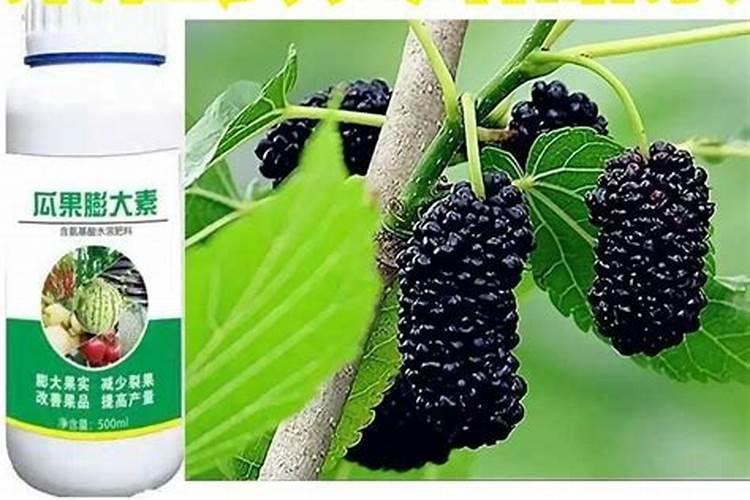 桑葚果期有多久 果期养护与管理方法
